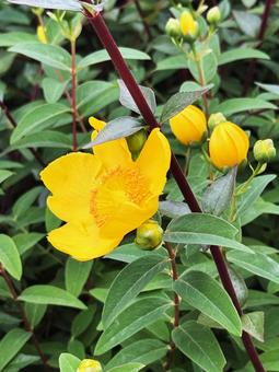 黄色い花 黄色い花,花,黄色の写真素材