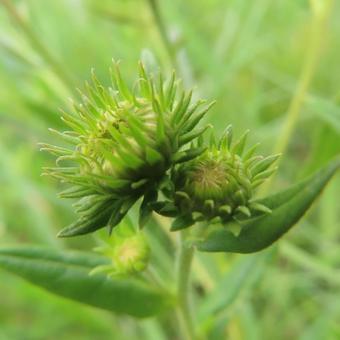 オグルマ（小車）の写真