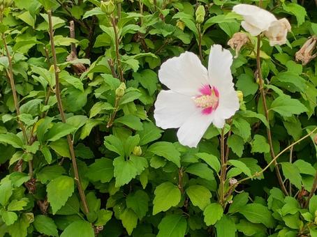 ムクゲの花 ムクゲの花の写真