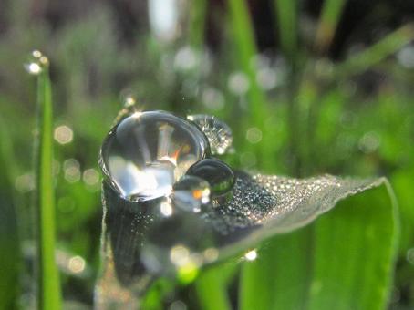 水滴と緑の葉と朝日Water drops 水滴と緑の葉と朝日Water dropsの写真