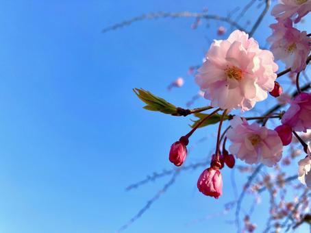ピンクの桜 桜,枝垂桜,ピンクの写真素材