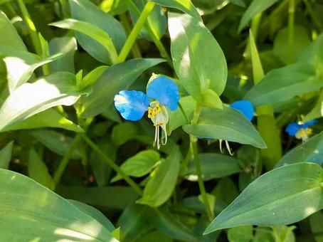 晴れの日の露草 露草,ツユクサ,花の写真素材