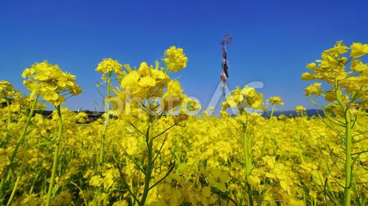 菜の花畑の風景 筵内,菜の花,菜の花畑の写真素材