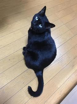 見返り黒猫 見返り黒猫の写真