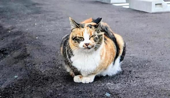 眠そう 三毛猫,動物,風景の写真素材