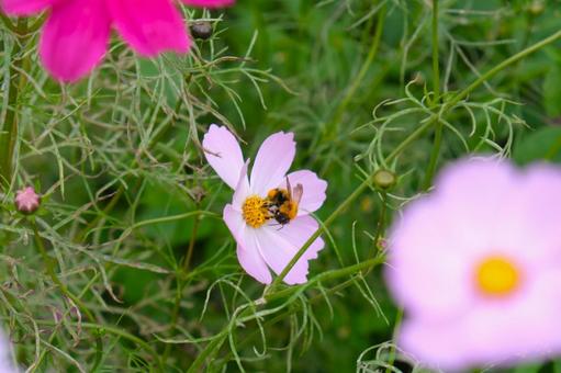 秋桜（コスモス）畑で蜜を吸うハチ コスモス,蜂,秋桜の写真素材