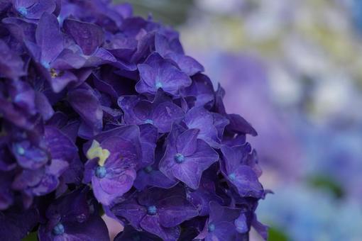 紫陽花 紫陽花の写真