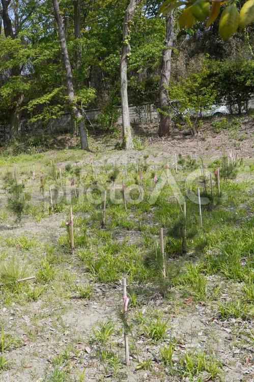西海岸公園のクロマツの植樹09 クロマツ,黒松,植樹の写真素材