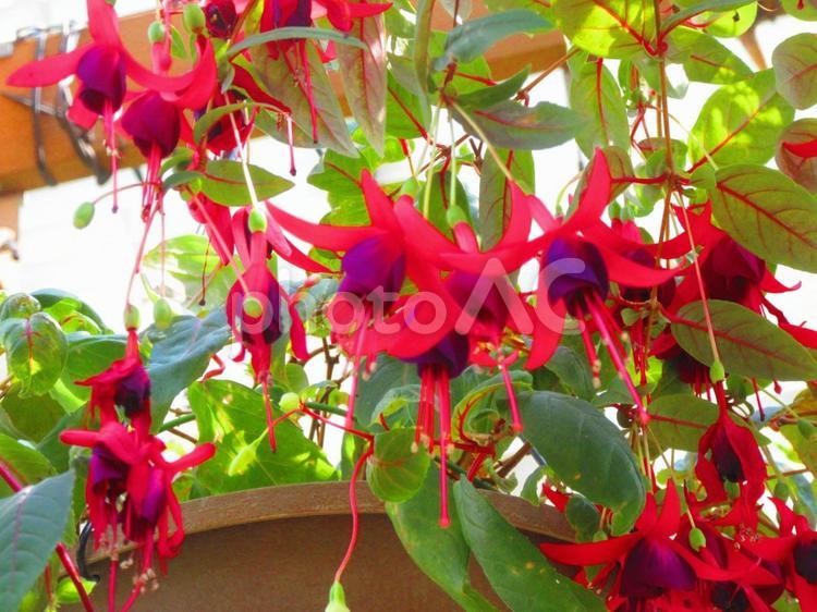 フクシア フクシア,花,植物の写真素材