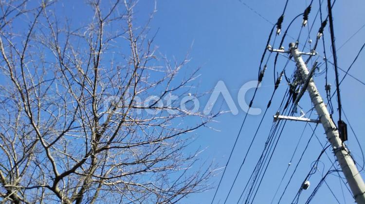 樹木   樹木,空,見上げるの写真素材