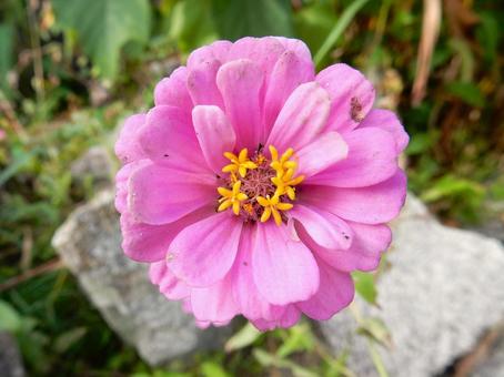 【花の写真】 ヒャクニチソウ(百日草) 【花の写真】 ヒャクニチソウ(百日草) 百日草,ヒャクニチソウ,植物の写真素材