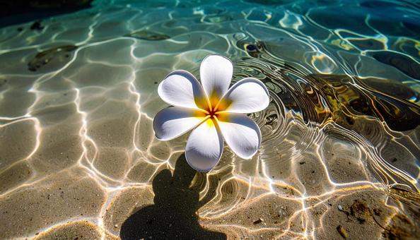 きれいな海を漂う一輪のプルメリアの花 きれいな海を漂う一輪のプルメリアの花の写真
