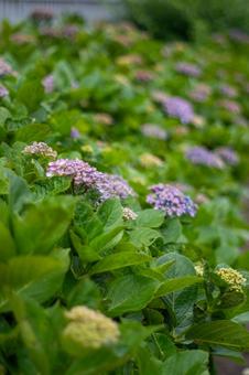 Hydrangea, JPG Hydrangea, JPG