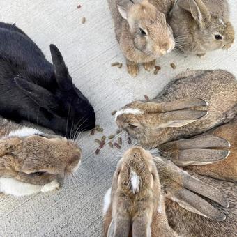 rabbit, JPG