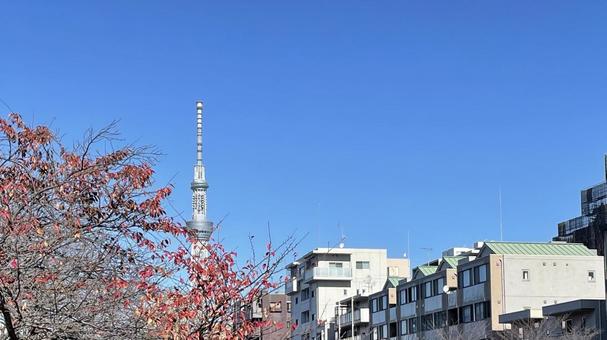 清澄白河からのスカイツリー 清澄白河からのスカイツリーの写真