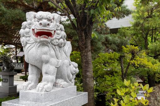 お寺の狛犬1 お寺の狛犬1 狛犬,左配置,北見神社の写真素材