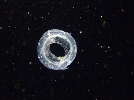 ナイトダイビングで見た生物 ナイトダイビング,ライトトラップ,マクロの写真素材