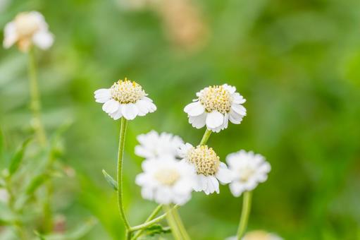 エゾノコギリソウ⑵ エゾノコギリソウ⑵ 花,エゾノコギリソウ,オオバナノコギリソウの写真素材
