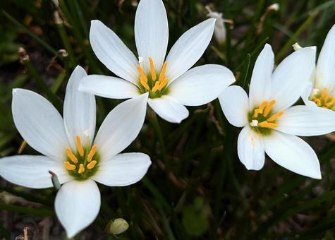 白いゼフィランサス（タマスダレ） レインリリー,花,白の写真素材