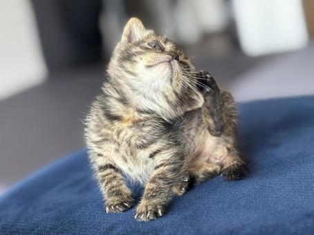 子猫 子猫,猫,キジトラの写真素材