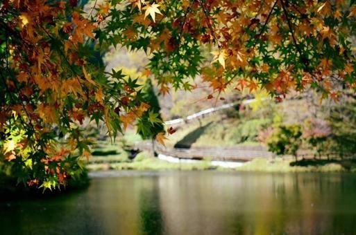 湖と紅葉の写真