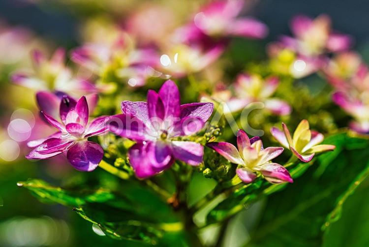 アジサイの季節 アジサイ,あじさい,紫陽花の写真素材