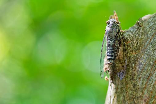 木に留まるツクツクボウシ 木に留まるツクツクボウシの写真