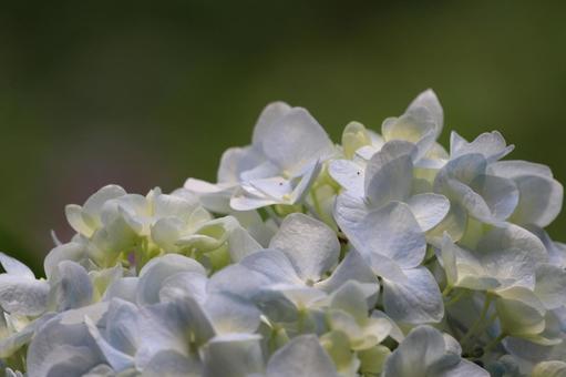 白い紫陽花 白い紫陽花の写真