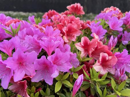 Azalea, JPG Azalea, JPG
