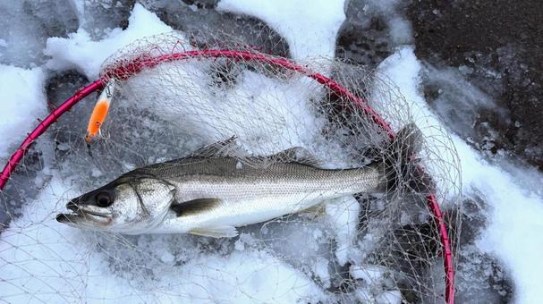 冬のシーバス釣り 冬のシーバス釣り シーバス,スズキ,魚の写真素材