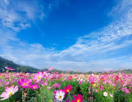 コスモス畑と秋の空7の写真