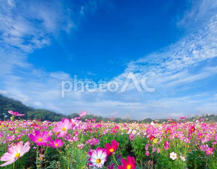 コスモス畑と秋の空7 秋,空,コスモスの写真素材