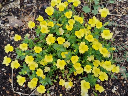メカルドニア メカルドニア 花,咲く,咲いたの写真素材