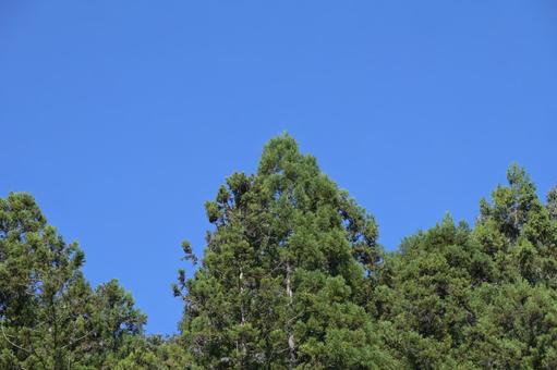 青空に高く伸びる針葉樹 青空に高く伸びる針葉樹 針葉樹,森林,木の写真素材