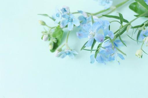 青い花の背景 青い花の背景の写真
