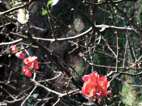 梅の花 梅の花の写真