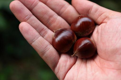 森散策で栗拾い 栗,食べ物,きのみの写真素材
