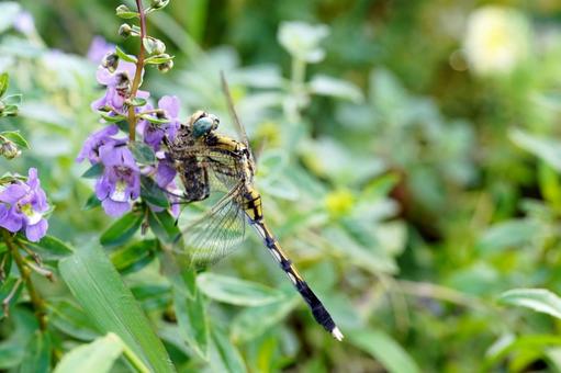 紫の花に止まるトンボ 紫の花に止まるトンボの写真