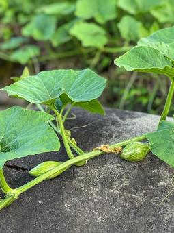 かぼちゃのツルと小さな実 かぼちゃのツルと小さな実 野菜,野菜栽培,vegetablesの写真素材