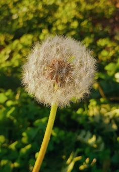 綿毛 タンポポ,綿毛,蒲公英の写真素材