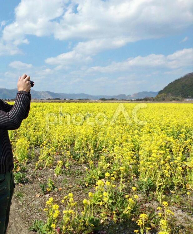 写真を撮る人 写真を撮る人,菜の花,男性の写真素材