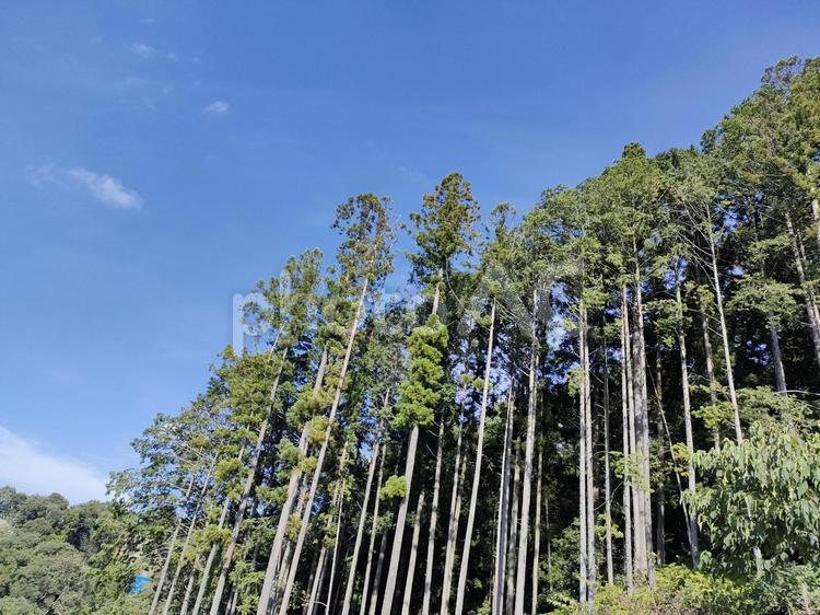 夏空杉林 杉,杉林,森の写真素材