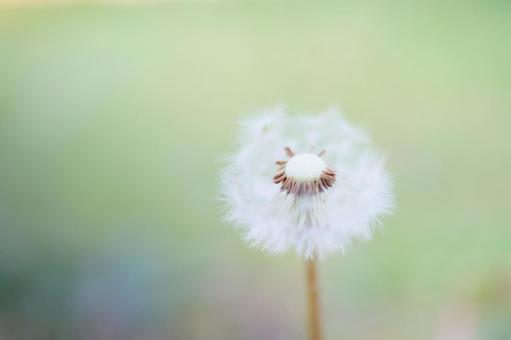 緑背景寒色系もふもふしたタンポポの綿毛 タンポポ,綿毛,素材の写真素材