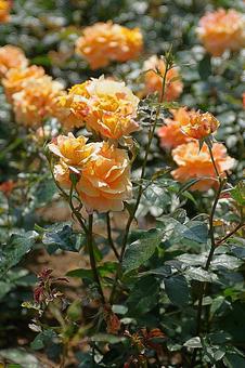 荒牧バラ園455 万葉 荒牧バラ園455 万葉の写真