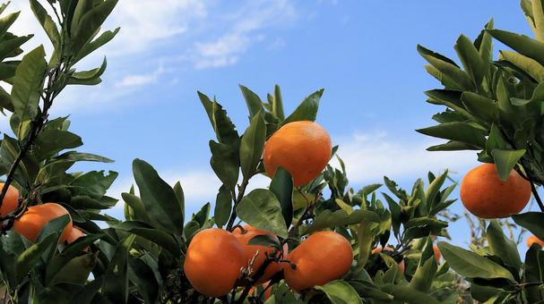 沼津市西浦のみかん園 みかん園,秋,初冬の写真素材