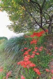 彼岸花 彼岸花 彼岸花,ヒガンバナ,秋の写真素材