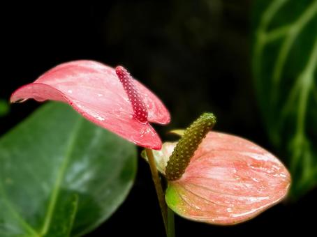 アンスリウムの写真