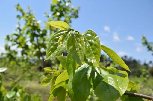青葉が芽吹いた柿の木 青葉が芽吹いた柿の木 青葉,芽吹いた柿,芽吹いたの写真素材