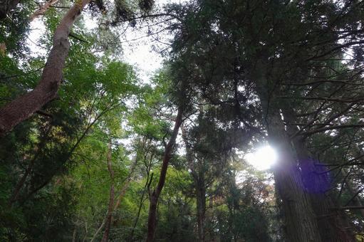 森の木漏れ陽 森,木漏れ陽,太陽の写真素材