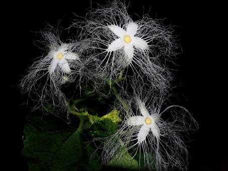 夜咲くカラスウリの花 カラスウリの花,カラスウリ,夜の写真素材